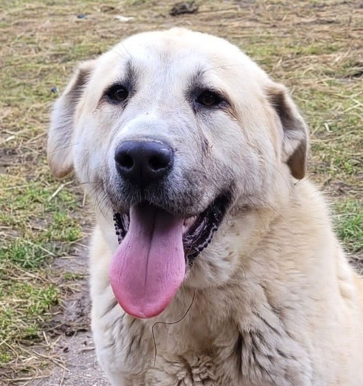 Stella alfa stancockert