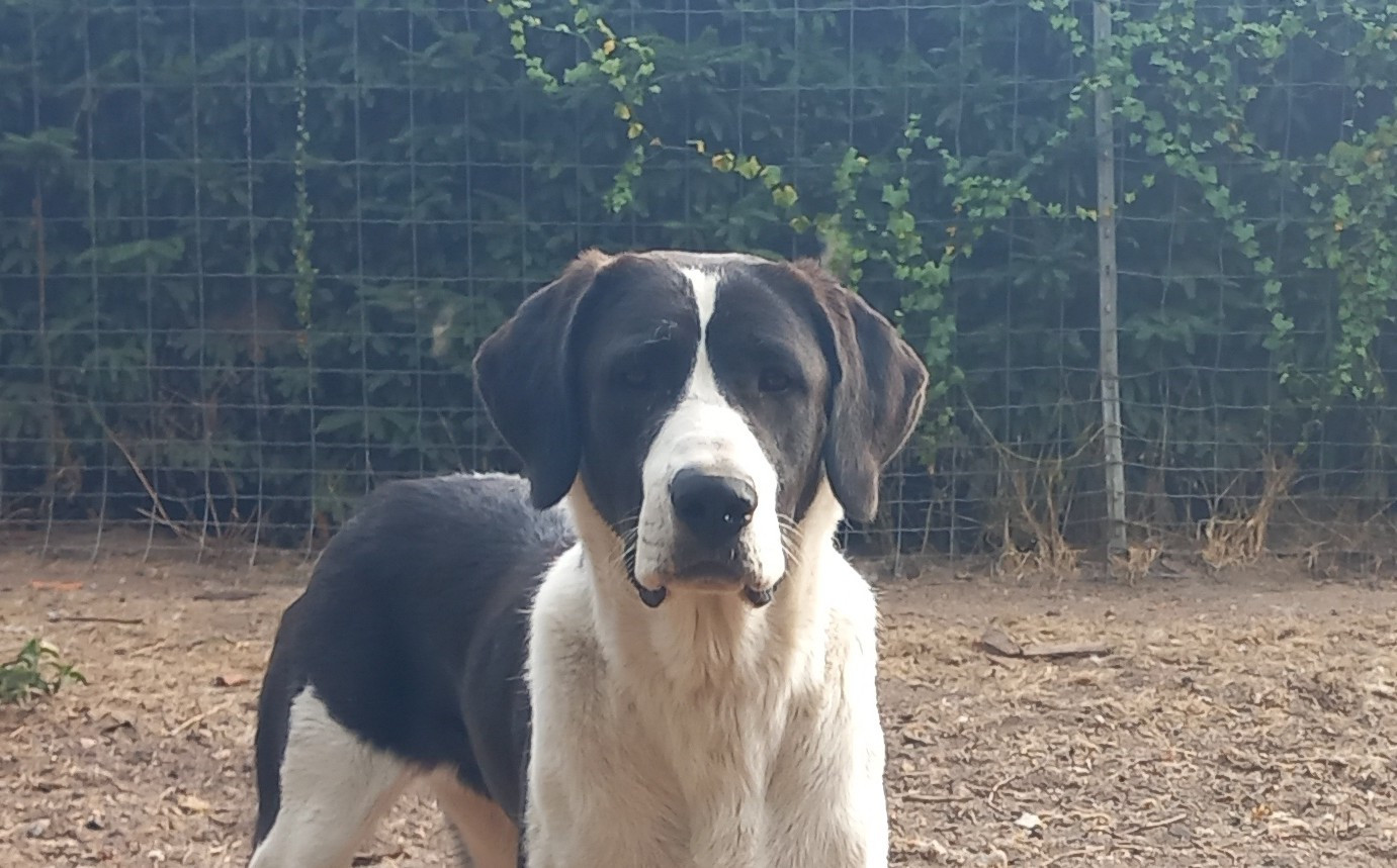 TINA EST DISPONIBLE POUR L'ADOPTION.